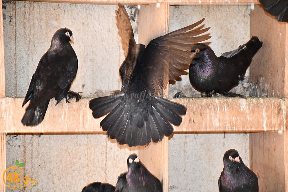 zohdi 3ashoor (100).jpeg